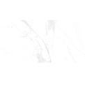 LV Granito Bony Statuario 60x120